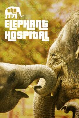 Elephant Hospital